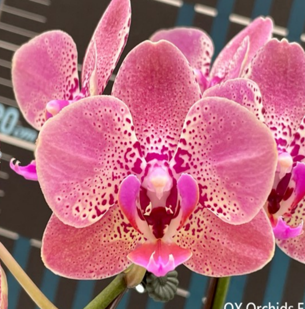 № И79 Фаленопсис Padparadscha размер горшка 2,5 дюйма 