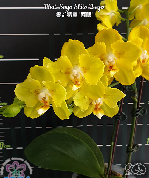 № И7 Phal. Sogo Shito 2 eyes Арома размер горшка 2,5 дюйма 