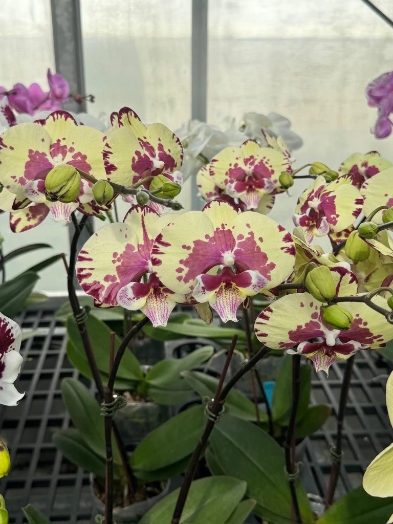 № И83 Phal. splendid time размер горшка 2,5 дюйма
