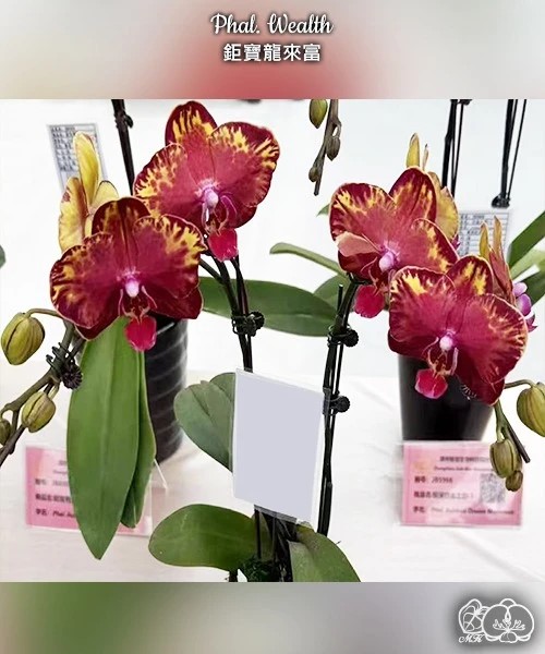 № В13 Phal. Wealth размер горшка 2,5 дюйма