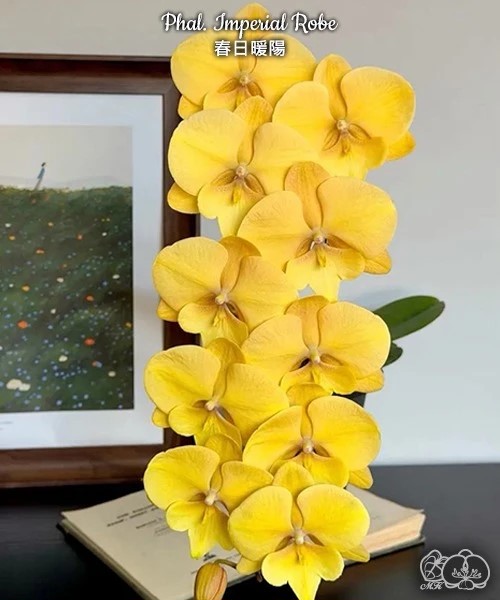 № В2 Phal. Imperial Robe размер горшка 2,8 дюйма