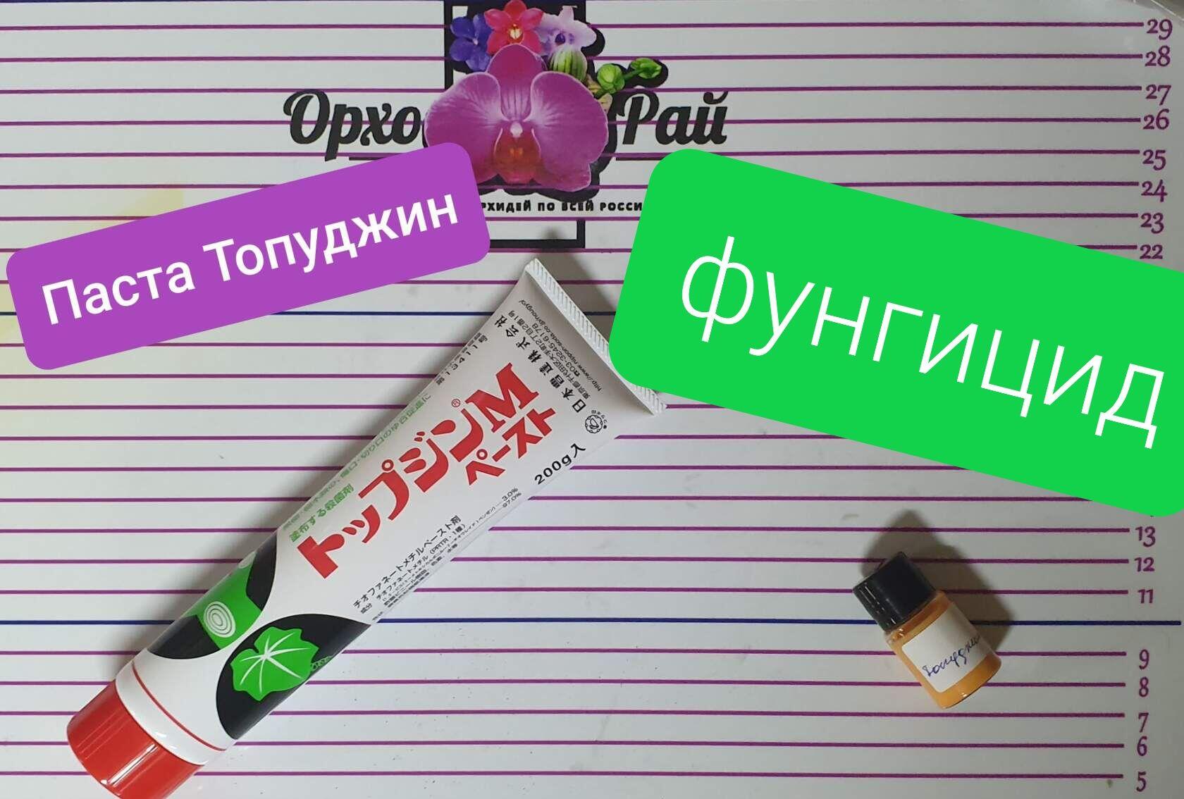 Топпуджин 