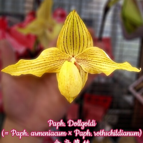 № 605 Paph. Dollgoldi (= Paph. armeniacum × Paph. rothschildianum) размер 3,5
