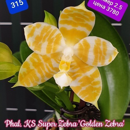 № 315 Phal. KS Super Zebra &#039;Golden Zebra&#039; размер 2.5