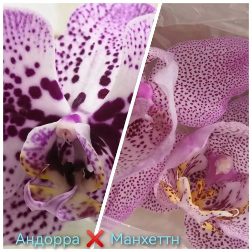 № В28 Фал. гибрид Андора х Манхеттен бабочка саженец дефласка 